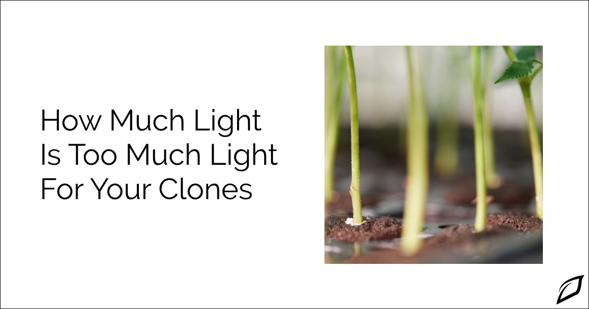 How Much Light Do Cannabis Seedlings Need How Much Light Do Clones Need | Cannabis Clone Light Guide | Growlink